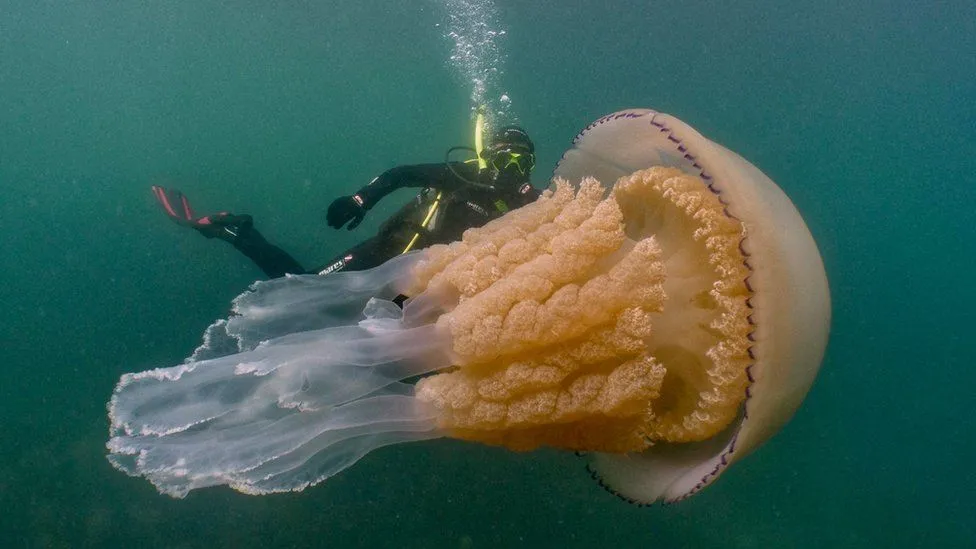 Divers Encounter a Human-Size Jellyfish Off the Coast of England