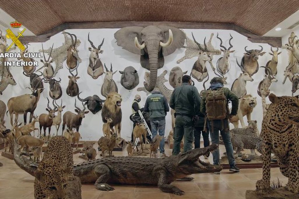 Taxidermy animals, with officials looking at the collection