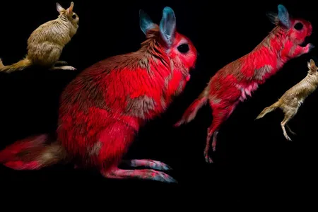 New research finds that springhares, hopping rodents native to southern Africa, glow under UV light.