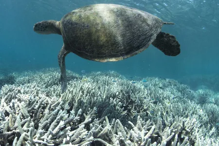 A sea turtle swimming by bleached corals of the Great Barrier Reef near Heron Island off the east coast of Australia. 