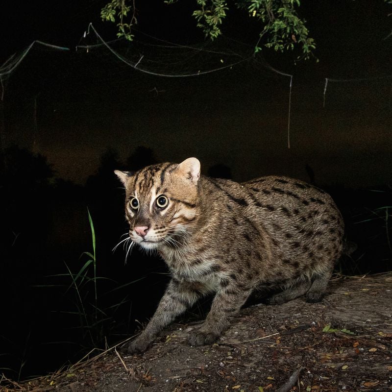 Fishing Cats Face Many Human Threats. What Can Be Done to Save