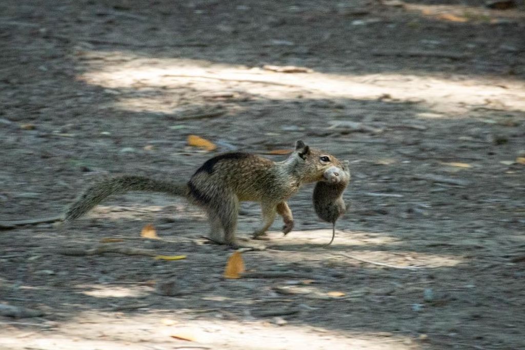 a squirrel runs with a vole in its mouth