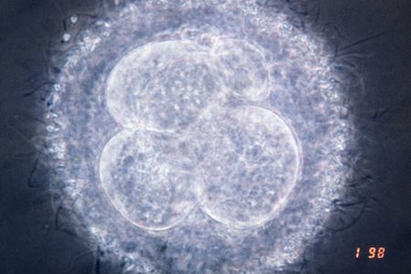 A human embryo at the four-cell stage.