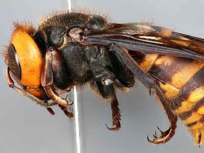 The Asian Giant Hornet, Vespa mandarinia, can grow up to two inches long and is a species not native to North America. The National Insect Collection, co-curated by the Smithsonian National Museum of Natural History and the United States Department of Agriculture (USDA), houses one of the first specimens collected in North America 