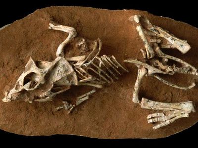 A hatchling Protoceratops fossil
