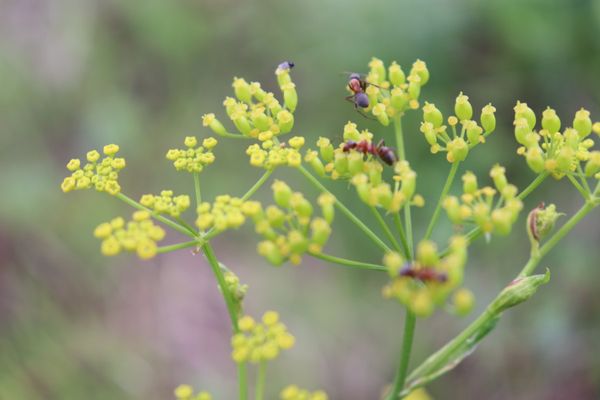 Gathering of ant thumbnail