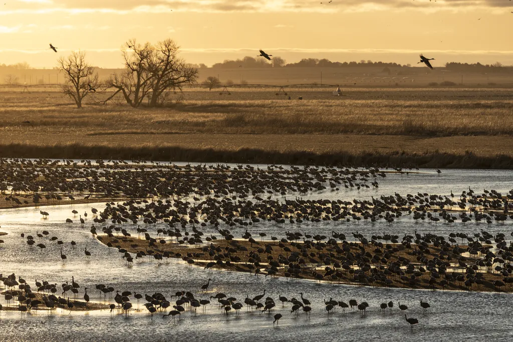 Sandhill cranes on braided river at golden hour