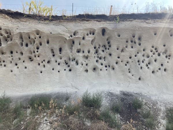 Cliff Swallows nesting in Volcanic Tuff (straight on) thumbnail