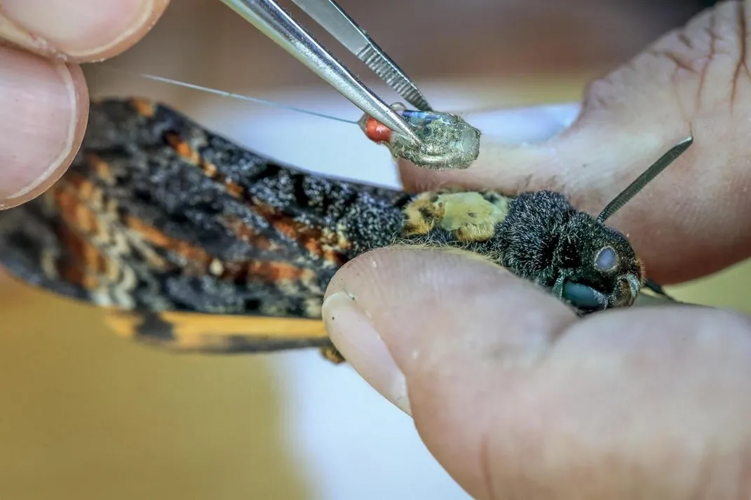 Close-up image of a person holding a moth and attaching a tracking device with tweezers