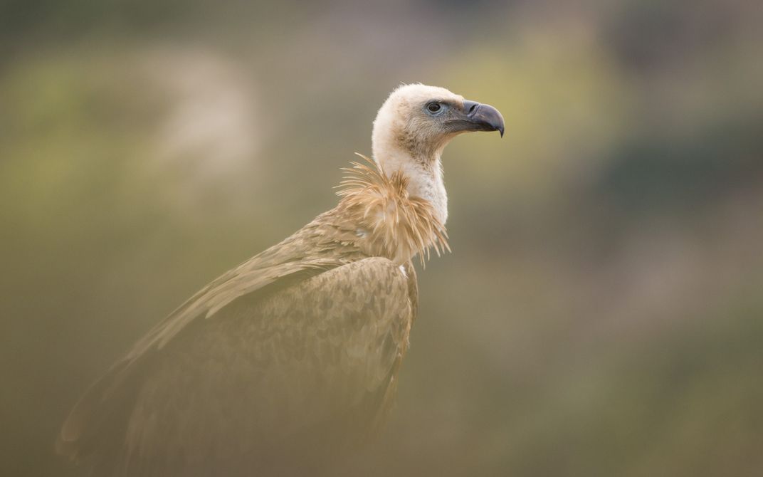Griffon Vulture | Smithsonian Photo Contest | Smithsonian Magazine