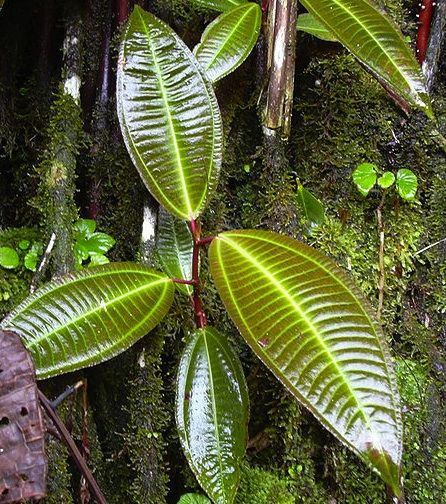 Miconia growing in Hawaii