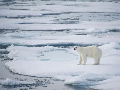 Polar bears have come to be known as climate change's ultimate victim, but in some places, they're still a menace to humans.