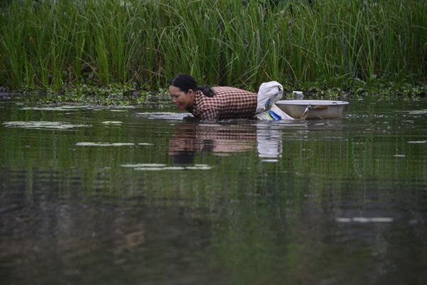 Vietnamese woman collecting snails for a living thumbnail