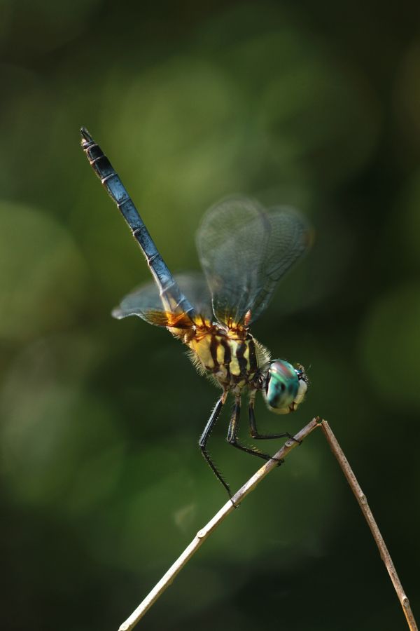 Blue dasher dragonfly sits atop broken stick. thumbnail