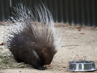 Porcupines can be vicious killers. But not this one. This one is adorable.