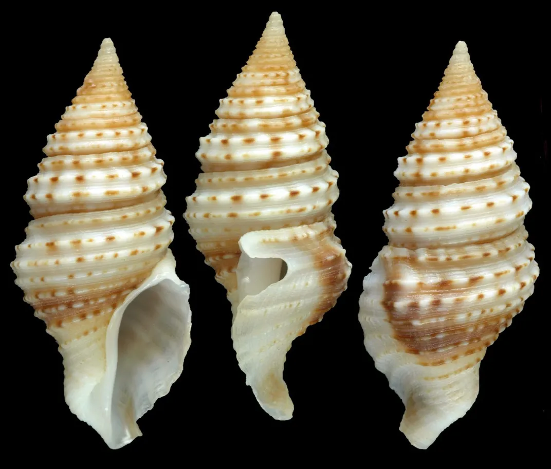A sea snail