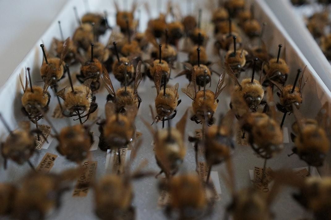 Bumble Bees digitize