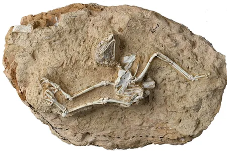 Fossil skeleton of the owl Miosurnia diurna, which was active during the day.