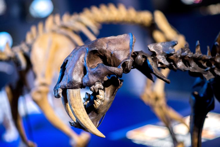 S. fatalis skeleton
