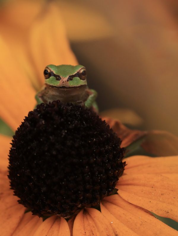 Pacific Tree Frog on Flower thumbnail