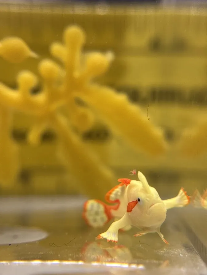 A small yellow and orange fish in a tank