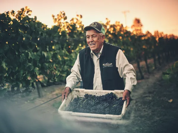 First harvest of the year in Napa thumbnail