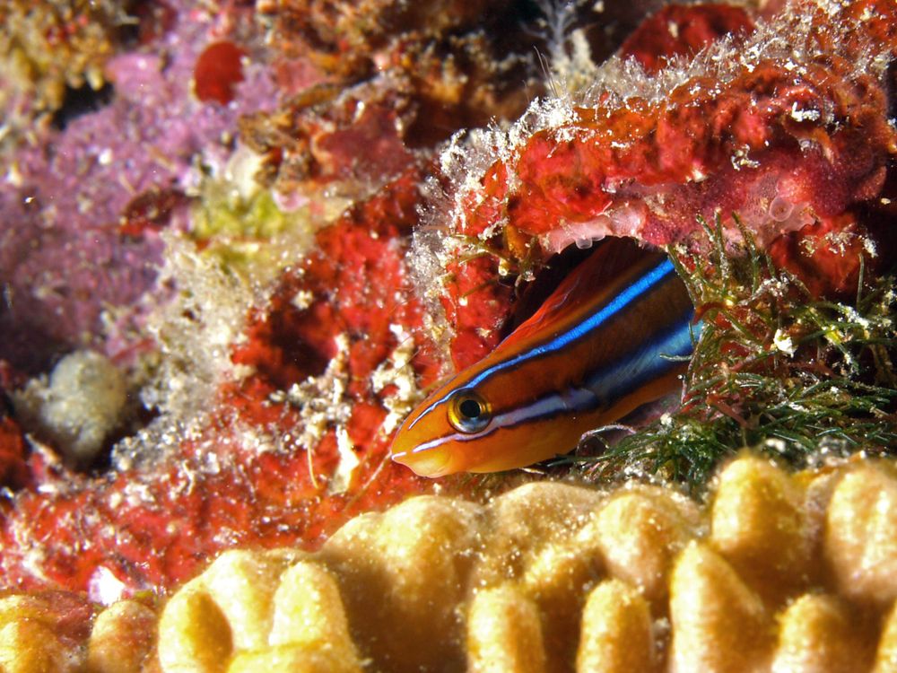 Blenny