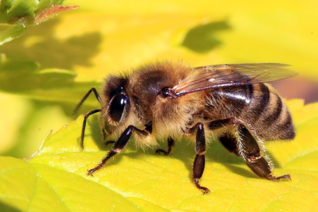 a honeybee on a yellow leaf in profile, looking left