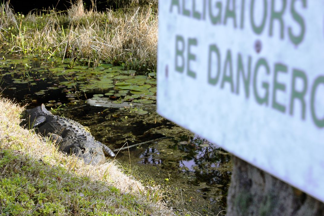 Alligators Can Be Dangerous Smithsonian Photo Contest Smithsonian Magazine