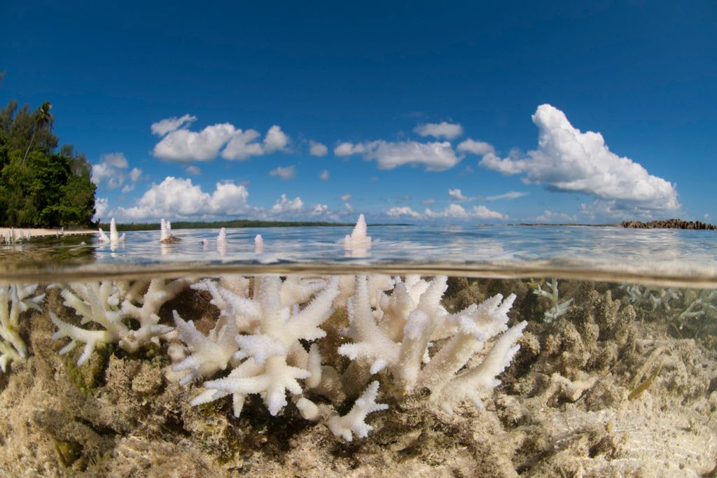 Bleached Coral