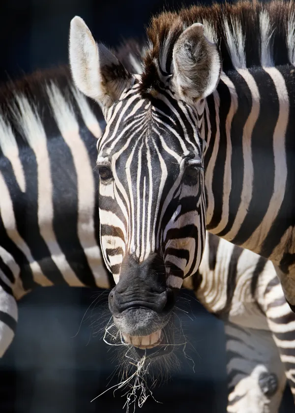 Smiling Zebra thumbnail