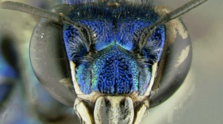 Most orchid bees, like this Euglossa paisa, have metallic coloration.