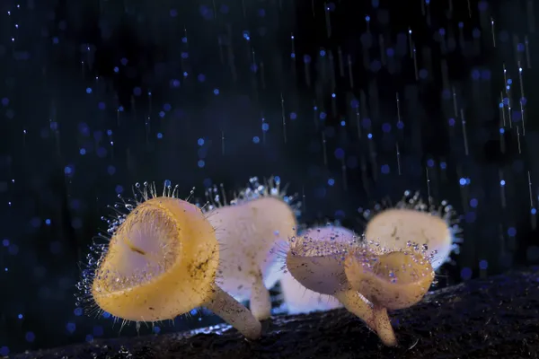 Raindrop Jewels thumbnail