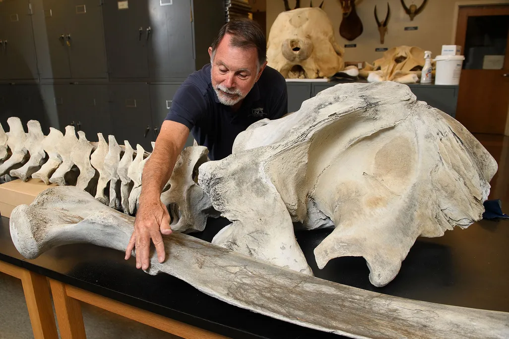 Gray Whale Fossil