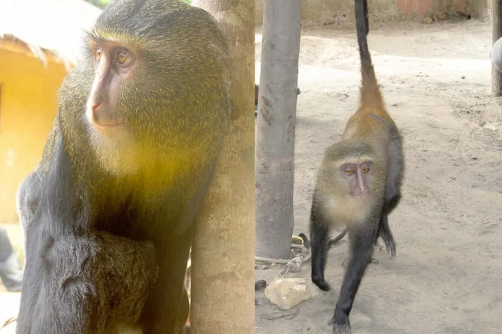 A male, left, and a female, right, of the new monkey species.