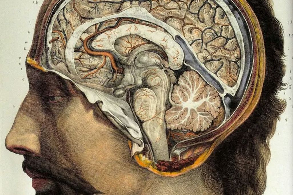 Brains