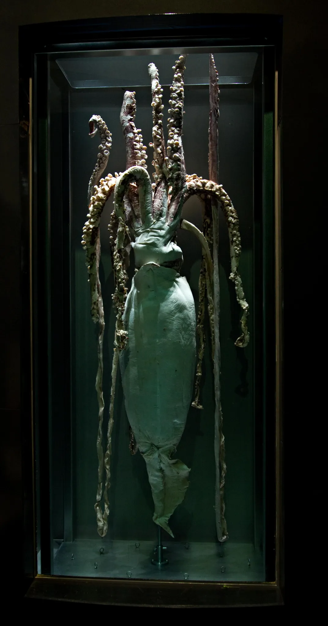 Operation Calamari: How Smithsonian Got Its Squids | the | Smithsonian Magazine