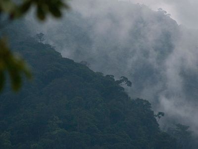 A view of the dense Honduran rain forest.