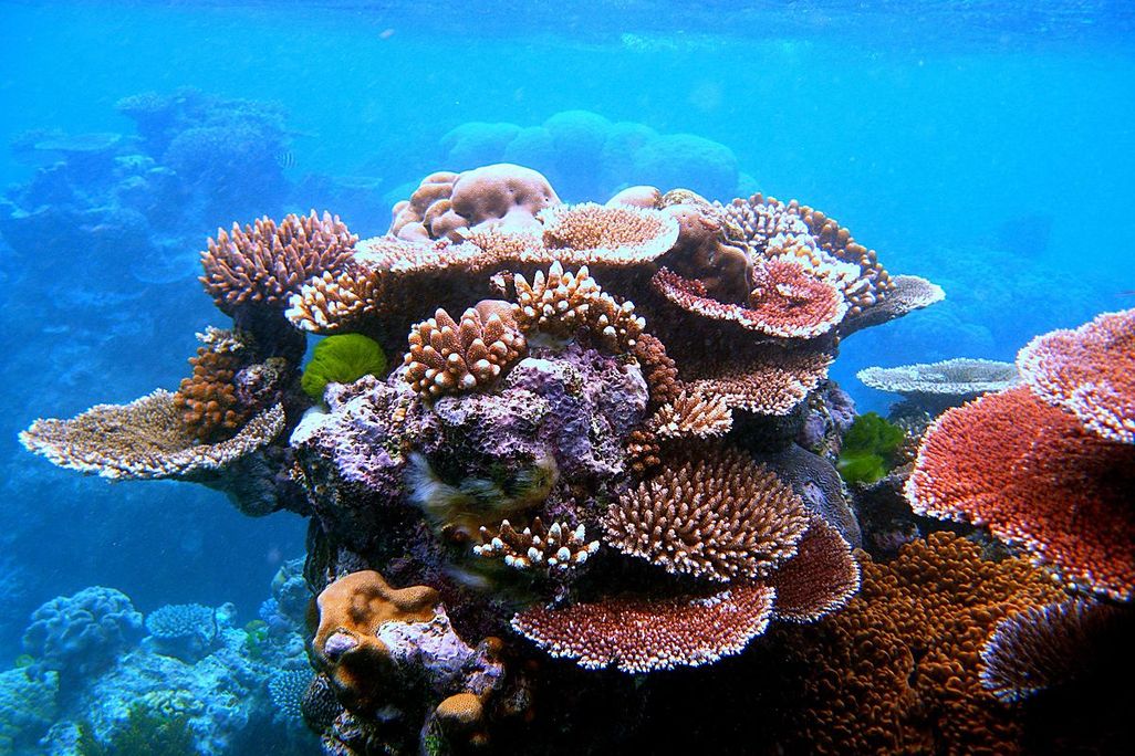 coral reefs