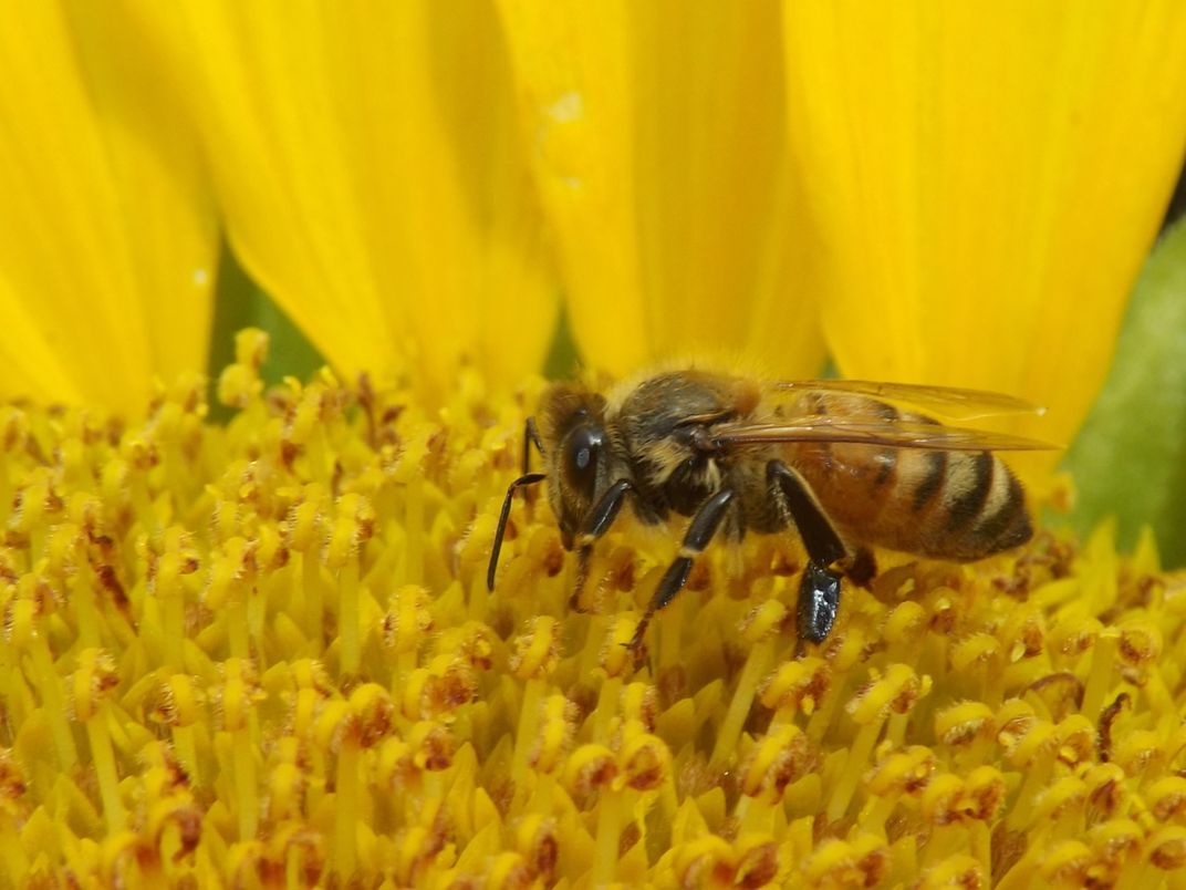 honey bee collecting his pollen from a sunflower Smithsonian Photo