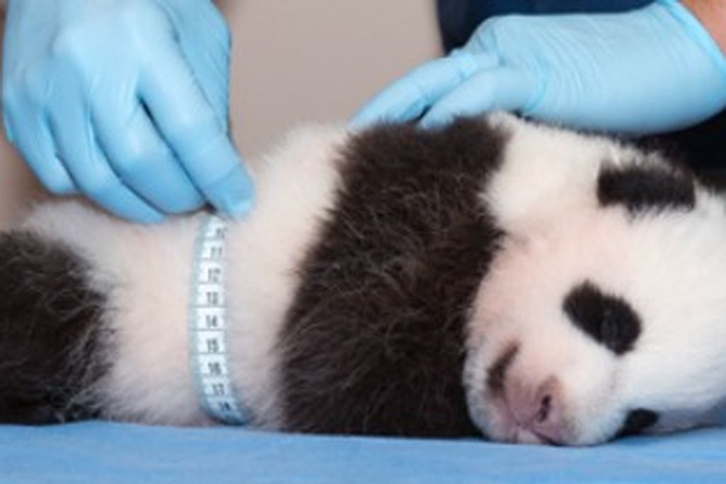 Panda-growth-388.jpg