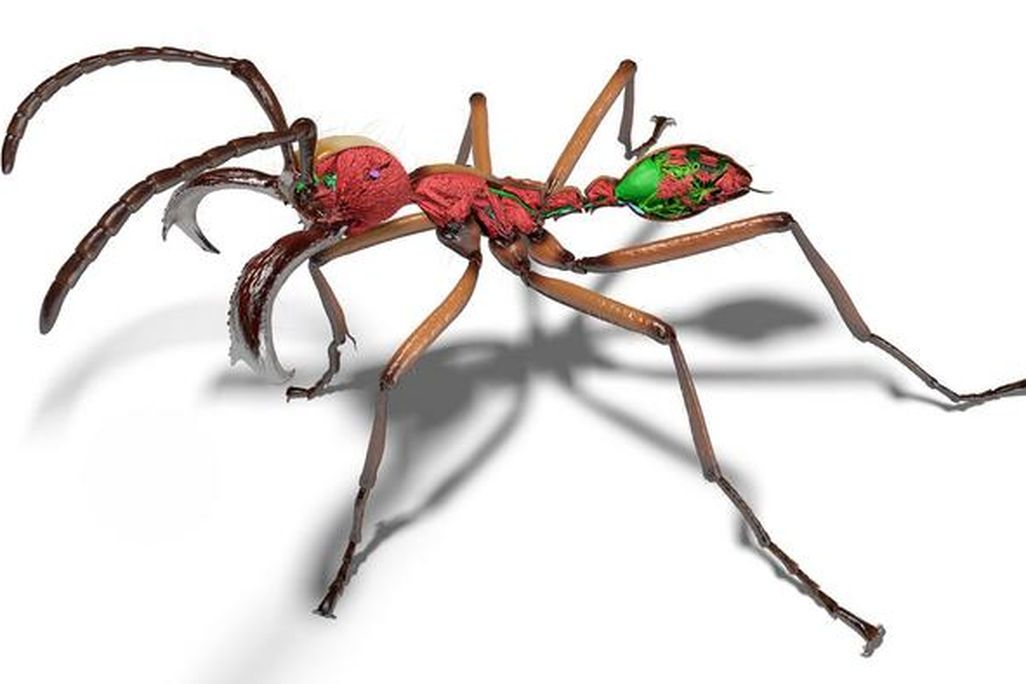 a 3D image of an ant