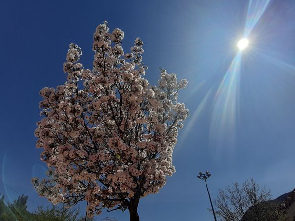 Cherry Blossom Radiance in the Heart of the Moroccan Atlas thumbnail