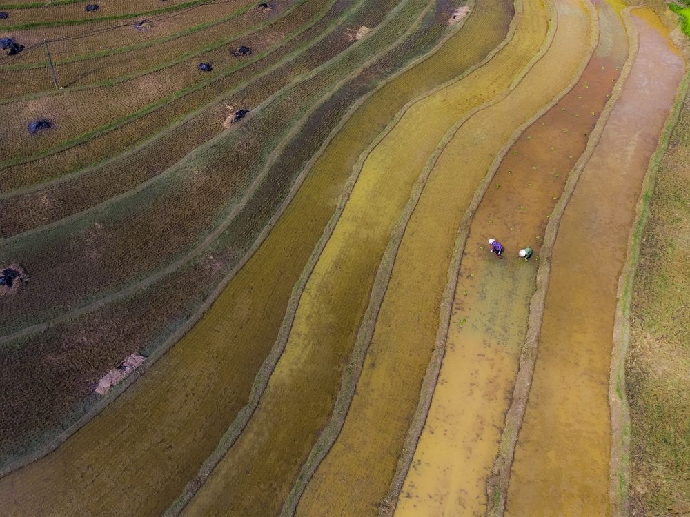 Planting new rice crop season | Smithsonian Photo Contest | Smithsonian ...