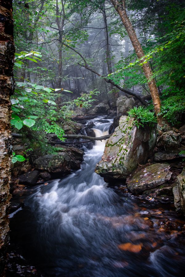 Ricketts Glen State Park Stream thumbnail