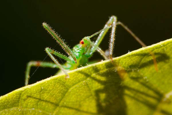 Pale Green Assassin Bug and its shadow thumbnail