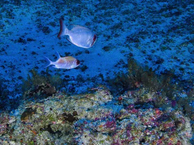 Though coral usually needs light to thrive, the Amazon Reef survives despite murky waters.