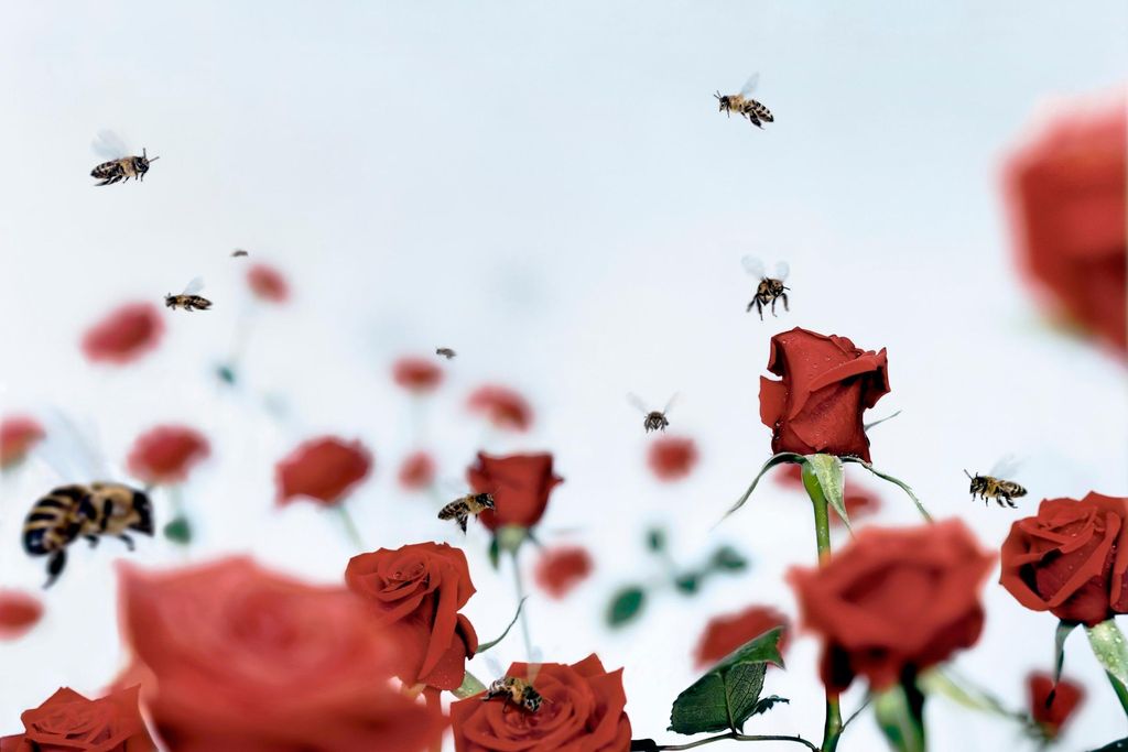 Bees on Roses