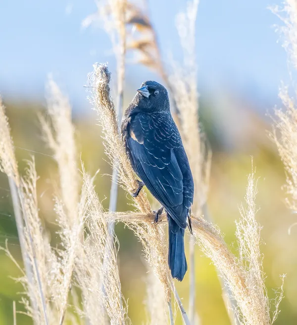 A red-winged blackbird at the Bear River Migratory Bird Refuge. thumbnail