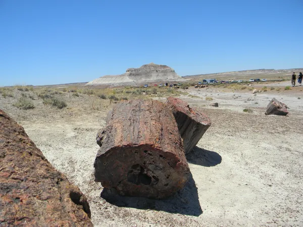 Petrified Forest thumbnail